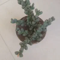 گل طبیعی وکاکتوس|گل و گیاه طبیعی|اهر, |دیوار