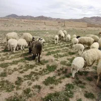 68000000|حیوانات مزرعه|آباده, |دیوار