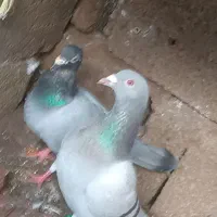 دوعدد کفتر نر دونه ای 200تومن