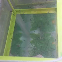 بچه گوپی نژاد دامبو ردتیل گریدA+|ماهی|تبریز, |دیوار