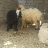 گوسفند نر و ماده