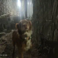 سگ برای نگهبانی