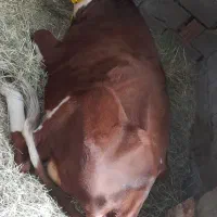 گوستر|حیوانات مزرعه|فهرج, |دیوار