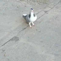 بدرنگ نروماده سینه بسته ماده مشگی افشون