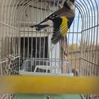 سهره پاییزه