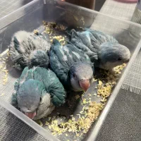جوجه راهب ابی و بلو اسکای