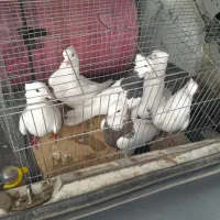 شونی دمبی|پرنده|معمولان, |دیوار