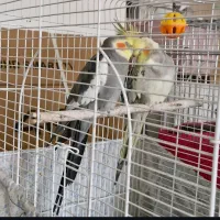 عروس هلندی