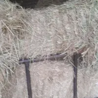 فروش کاه شالی|لوازم جانبی حیوانات|آق قلا, |دیوار