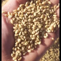 ۱۰تن گندم پیشگام