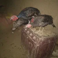 بوقلمون نروماده|حیوانات مزرعه|زهک, |دیوار