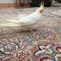 عروس هلندی ماده