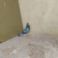 کفتر|پرنده|هامون, |دیوار