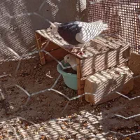 ۷ عدد کبوتر ۵عددطوقی ۲عدد دم سیاه ۲.۷۰۰.۰۰۰|پرنده|شهر بابک, |دیوار