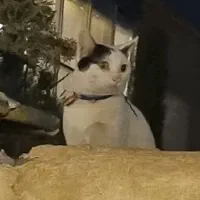 گربه پیدا شده