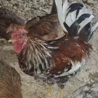 خروش گلین چهلتاج