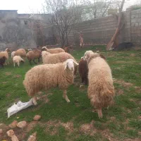 دو راس شک سه شیره دو شیره داشتی