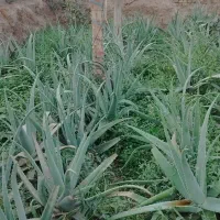 بوته آلوورا مادر