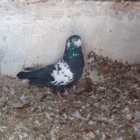 تعداد طوقی صحیح و سالم