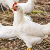 25عددمرغ تخم گذار سفید پر دار سرحال و جوان