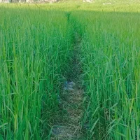 زمین-پشته-ملکشاهی