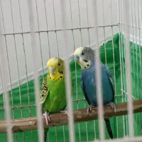 مرغ عشق معاوضه با عروس هلندی