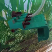 آکواریوم و ماهی|ماهی|کرمان, |دیوار