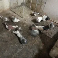 13تا کفتر|پرنده|مشهد, آبکوه|دیوار