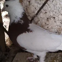 کبوتر طوقی نر|پرنده|کرمان, |دیوار