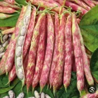 لوبیا چیتی