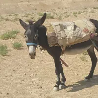 الان، خر|حیوانات مزرعه|فسا, |دیوار
