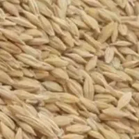 جو محلی در جه یک  مناسب برا بذر و دام