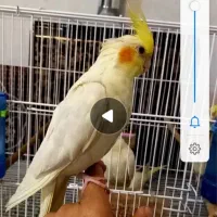 عروس هلندی گمشده