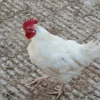 دوعدد خروس محلی