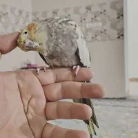 عروس هلندی دستی|پرنده|شادگان, |دیوار