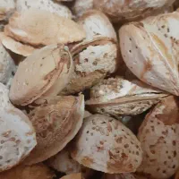 بادام تازه از باغات روستا