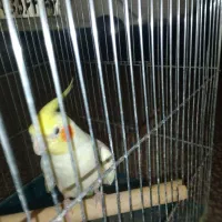 عروس هلندی رنگ بال کفتری