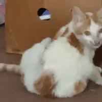 گربه برای واگذاری