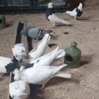 کبوتر طوقی