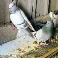 نروماده نقش