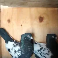 سینه|پرنده|گلبهار, نوبهار|دیوار