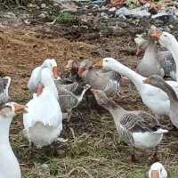 ۴۰ غاز سالم و گوشتی همراه با قو غاز|حیوانات مزرعه|رشت, جانبازان|دیوار