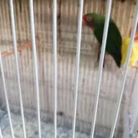 کوتوله مرغ عشق فنچ|پرنده|گلبهار, شهر جدید گلبهار|دیوار