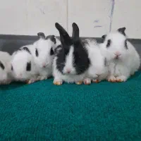 بچه خرگوش