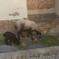 گوسفند بره دار|حیوانات مزرعه|بندر ترکمن, |دیوار