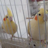 عروس هلندی  لوتینو گل باقالی سینامون|پرنده|آبدانان, |دیوار