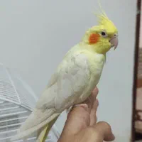 چهار تا عروس هلندی|پرنده|رشت, بازار|دیوار