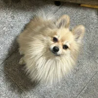 پامر شکلاتی روباهی فقط برا امشب شب جمعه 7 تومن|سگ|مشهد, فدک|دیوار