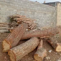 خریدو فروش چوب درخت وقطع درخت توت کاج سبیدار و...