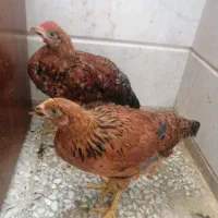یک جفت مرغ و خروس محلی فقط 350000 تومان